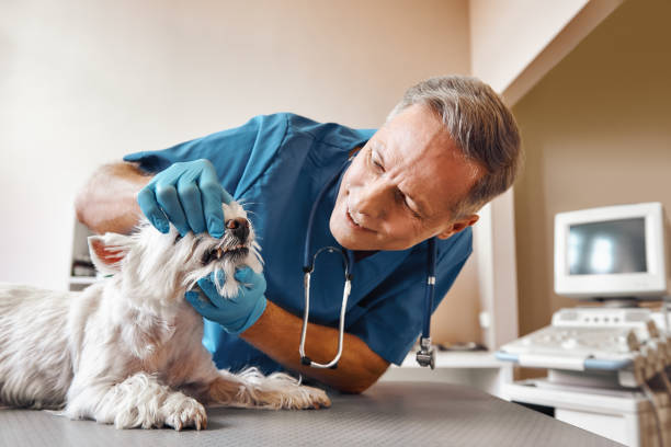 Best 24-Hour Emergency Dental Care in Port St Joe, FL